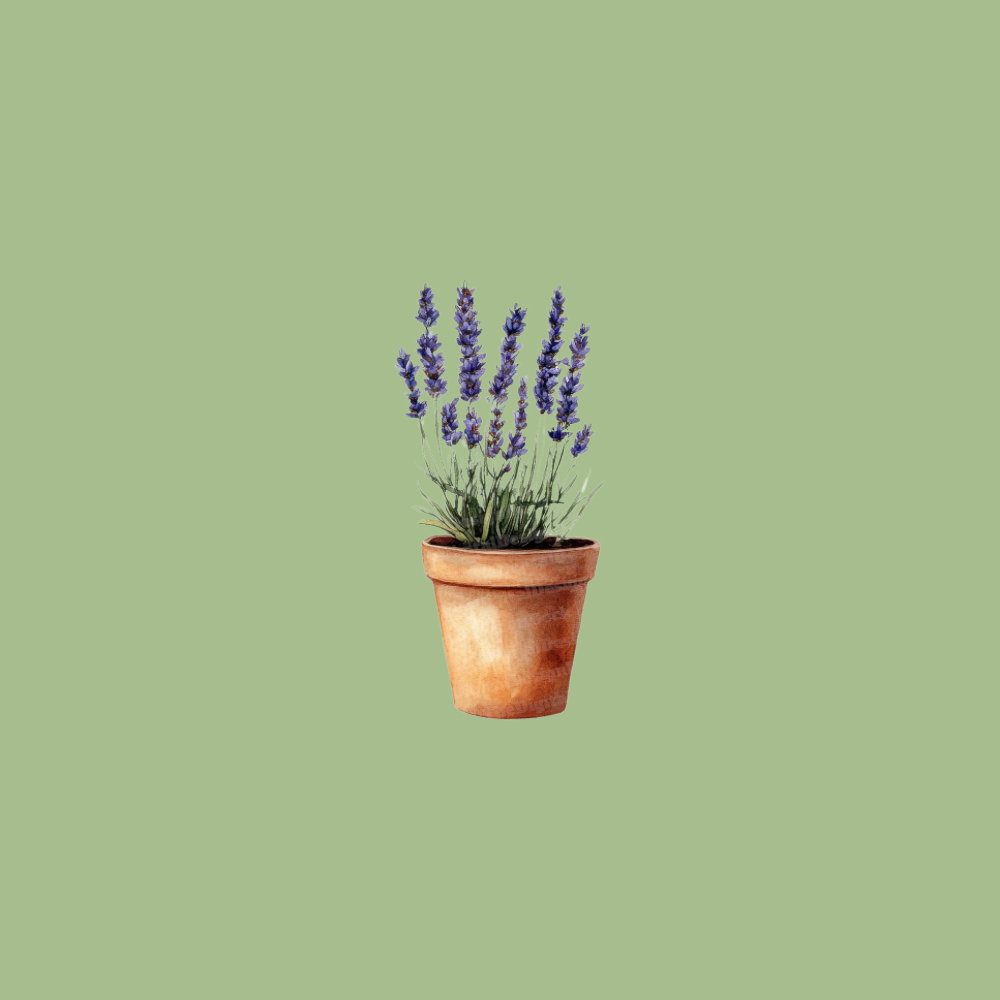 Terracotta Flowerpot ~Medium